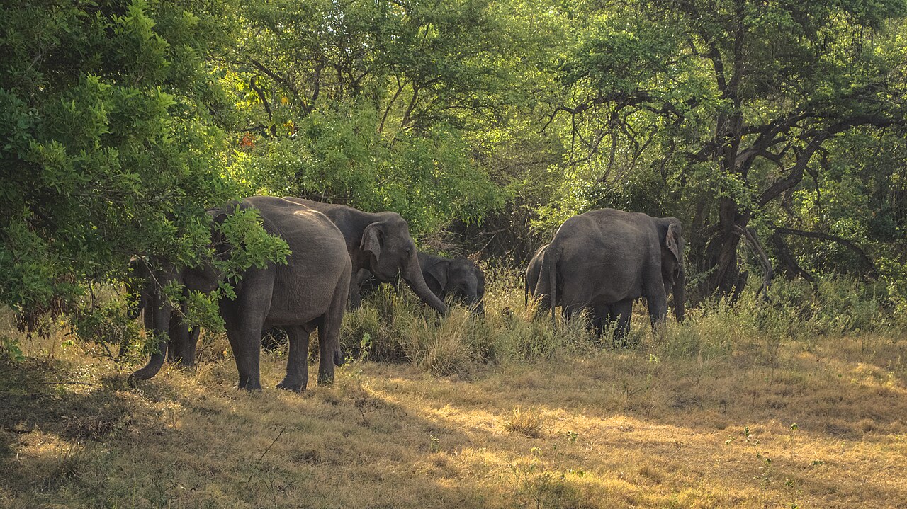 Minneriya & Kaudulla Safari